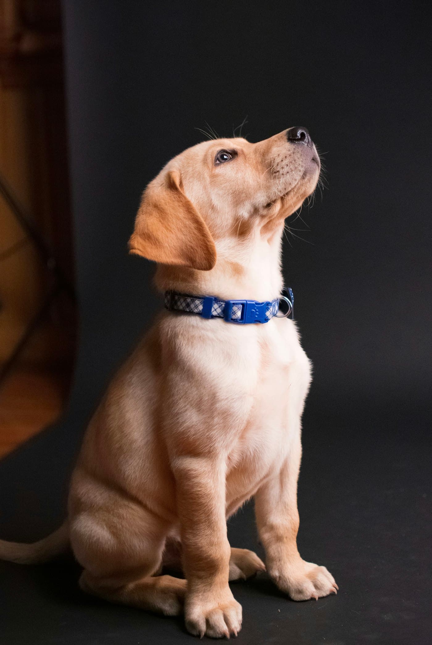 Junger Labrador sitzt und schaut nach oben